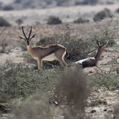 Oman 2018 11 15 09 27 antilopes entre sur et quriyat