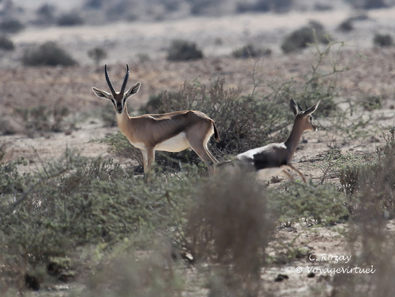 Oman 2018 11 15 09 27 antilopes entre sur et quriyat