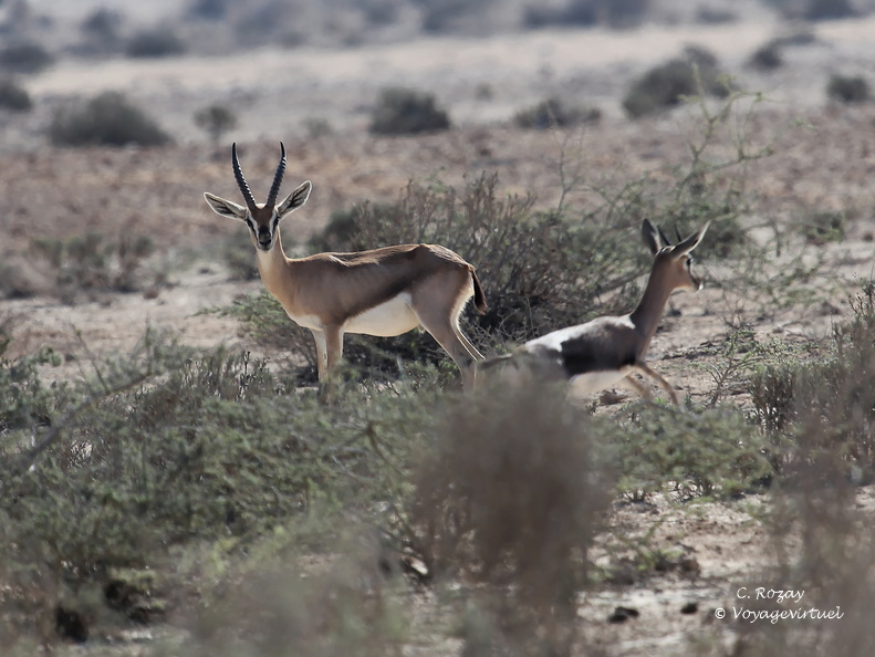 Oman 2018 11 15 09 27 antilopes entre sur et quriyat