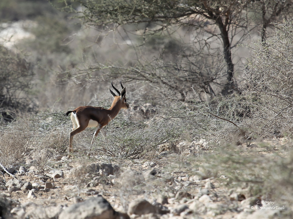 Oman 2018 11 15 09 antilopes entre sur et quriyat