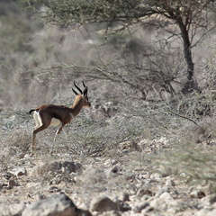 Oman 2018 11 15 09 antilopes entre sur et quriyat