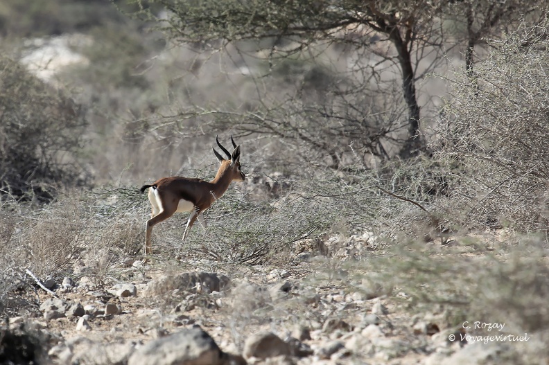 Antilope ou gazelle d'Arabie vue de profil, Ras AlShajer Nature Reserve (محمية رأس الشجر الطبيعية) Wadis Et Antilopes