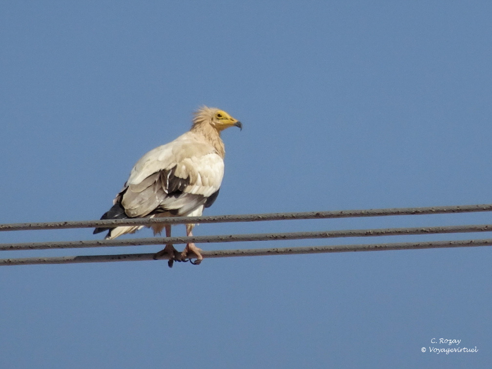 Oman 2018 11 15 10 49 56 856 entre sur et quriyat