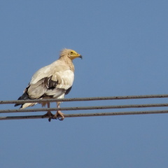 Oman 2018 11 15 10 49 56 856 entre sur et quriyat