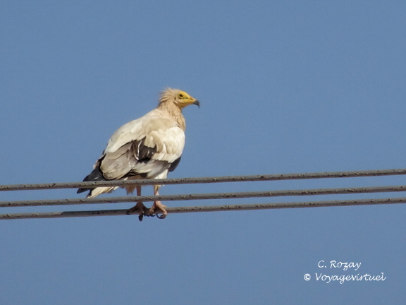 Oman 2018 11 15 10 49 56 856 entre sur et quriyat