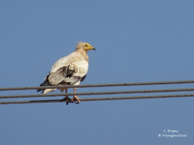 Oman 2018 11 15 10 49 56 856 entre sur et quriyat