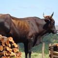 swaziland 005