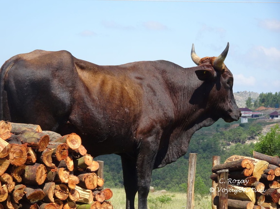 swaziland 005