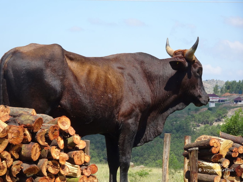swaziland 005