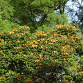 swaziland 015