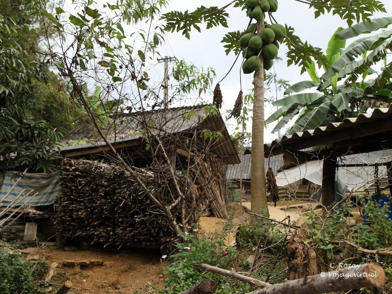 bac ha Vietnam 18 11 17 11