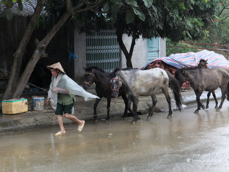 bac ha Vietnam 18 11 17 26