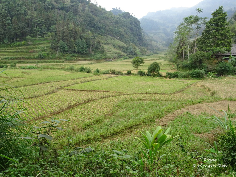 bac ha Vietnam 18 11 17 35
