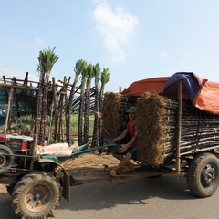 entre mai chau et cuc phuong VNM 11 11 17 14