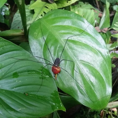 parc cuc phuong Vietnam 11 11 17 34