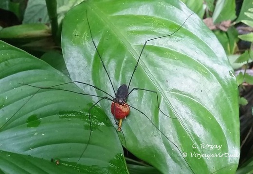 parc cuc phuong Vietnam 11 11 17 34