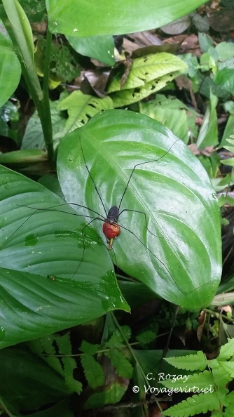 Araignée sur feuille, parc Cuc Phuong.  Cuc Phuong Vietnam