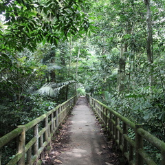 parc cuc phuong Vietnam 11 11 17 4