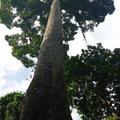 parc cuc phuong Vietnam 11 11 17 45