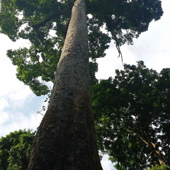 parc cuc phuong Vietnam 11 11 17 45