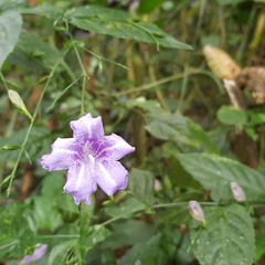 parc cuc phuong Vietnam 11 11 17 47
