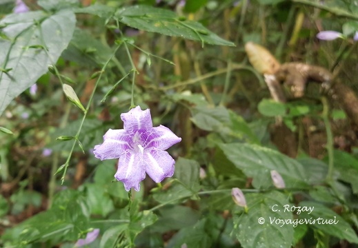 parc cuc phuong Vietnam 11 11 17 47