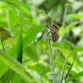 parc cuc phuong Vietnam 11 11 17 52