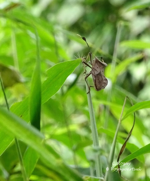 Espèce de punaise sur une herbe, parc Cuc Phuong.  Cuc Phuong Vietnam