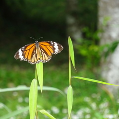 parc cuc phuong Vietnam 11 11 17 56