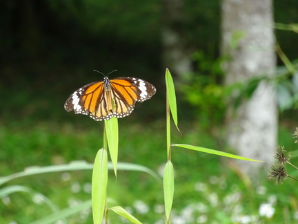 parc cuc phuong Vietnam 11 11 17 56