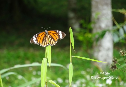 parc cuc phuong Vietnam 11 11 17 56