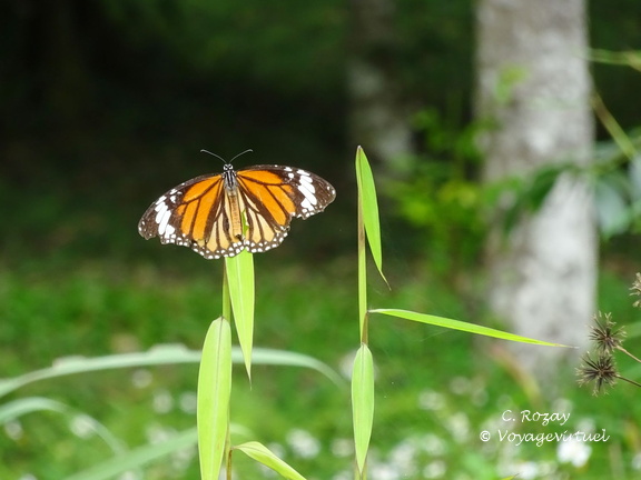 parc cuc phuong Vietnam 11 11 17 56