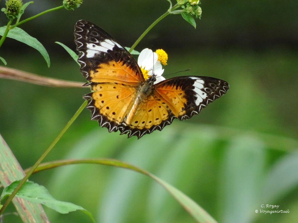 parc cuc phuong Vietnam 11 11 17 61