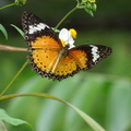 parc cuc phuong Vietnam 11 11 17 61