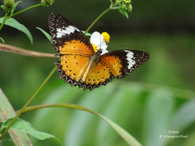 parc cuc phuong Vietnam 11 11 17 61