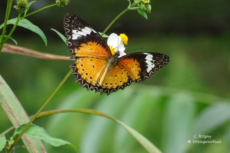 Un magnifique papillon posé sur une fleur, parc Cuc Phuong.  Cuc Phuong Vietnam