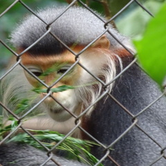 parc cuc phuong Vietnam 11 11 17 73