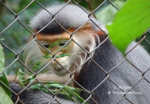 parc cuc phuong Vietnam 11 11 17 73