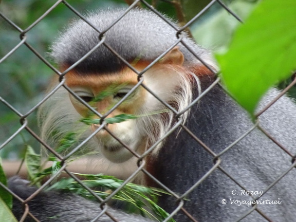 parc cuc phuong Vietnam 11 11 17 73