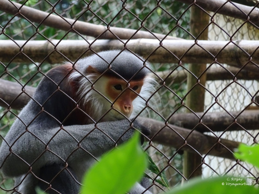 parc cuc phuong Vietnam 11 11 17 75