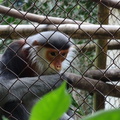 parc cuc phuong Vietnam 11 11 17 75