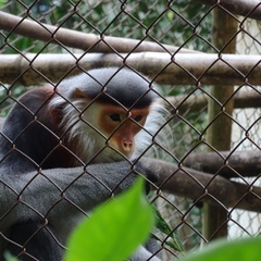 parc cuc phuong Vietnam 11 11 17 75