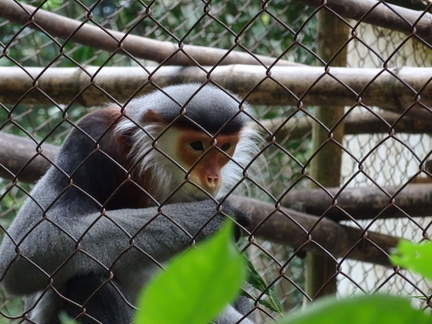 parc cuc phuong Vietnam 11 11 17 75