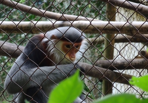 parc cuc phuong Vietnam 11 11 17 75