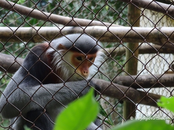 parc cuc phuong Vietnam 11 11 17 75