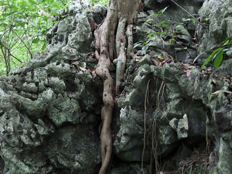 parc cuc phuong Vietnam 11 11 17 8