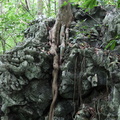 parc cuc phuong Vietnam 11 11 17 8