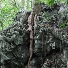 parc cuc phuong Vietnam 11 11 17 8