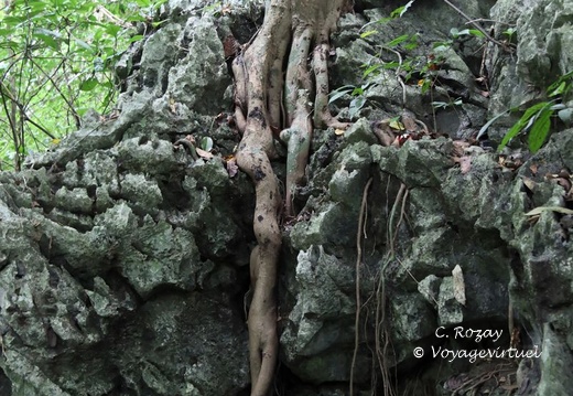 parc cuc phuong Vietnam 11 11 17 8