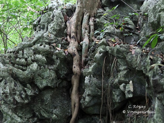 parc cuc phuong Vietnam 11 11 17 8